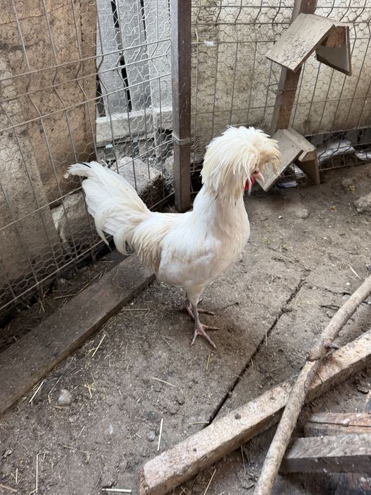 Vand oua motate olandeze