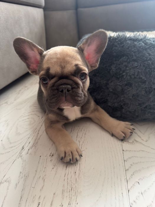 Французский бульдог