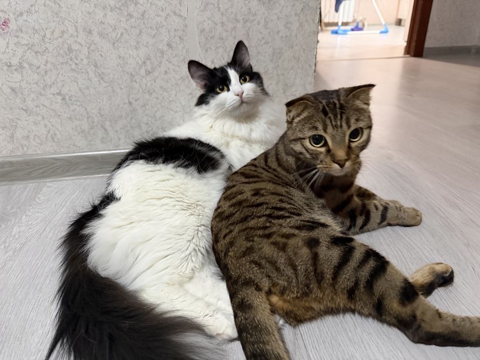 Бенгальская кошка в добрые руки