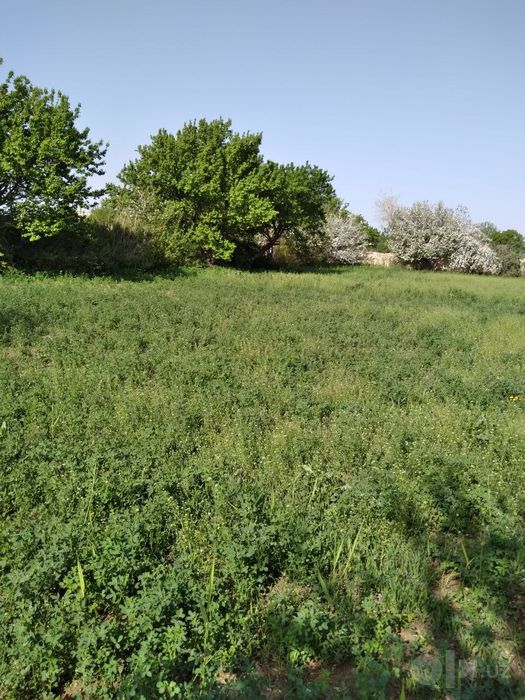 Hovli sotiladi 1 gektar