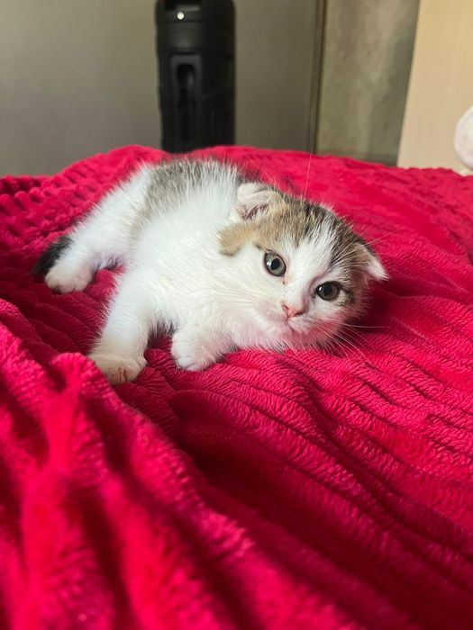 Котёнок около двух месяцев.