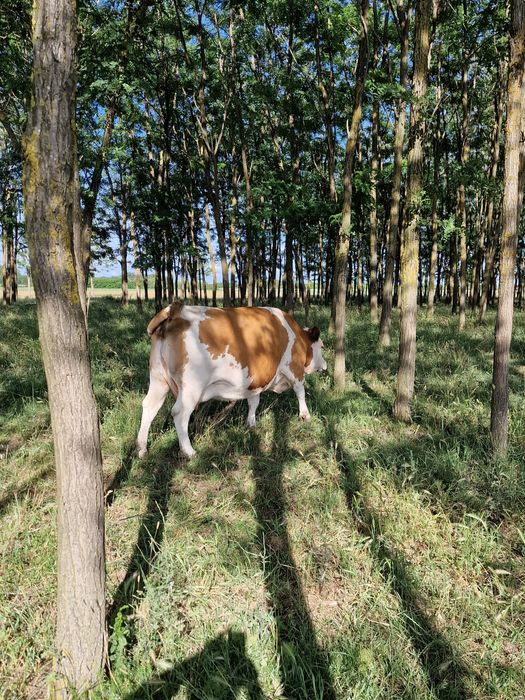 Disponibil  o vaca