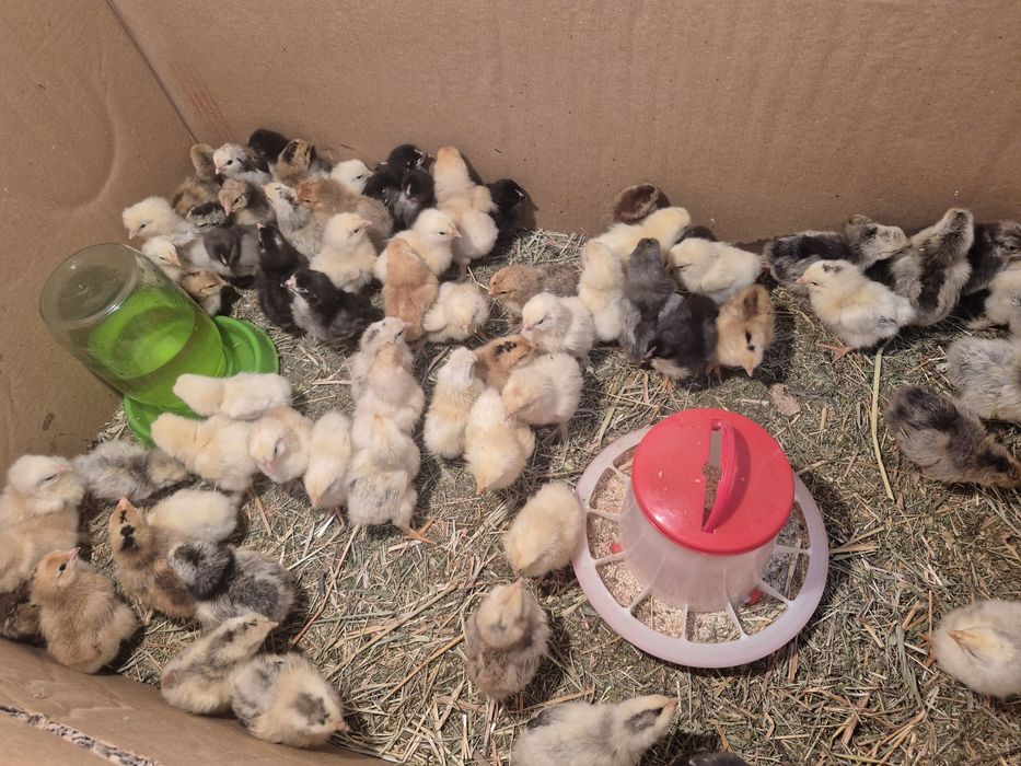 Цыплята несушки.
