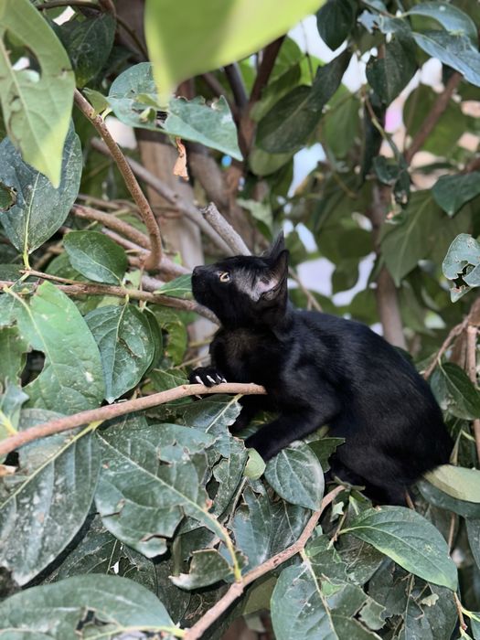 Чернaя котята Микаса