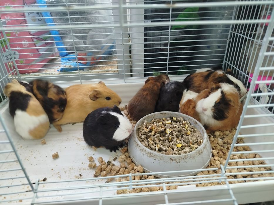 Морские свинки в продаже