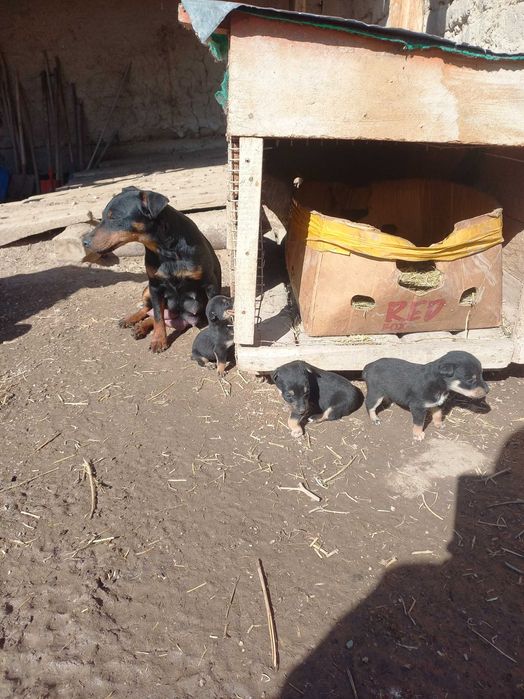 Щенки Яхтерера, 1-месяц