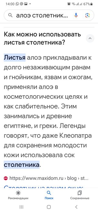 Ветки или листья алоэ столетника