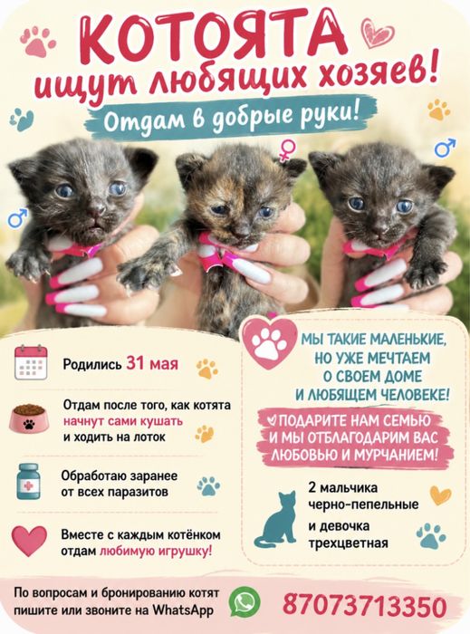Продам котят Отец майнкун мать британка