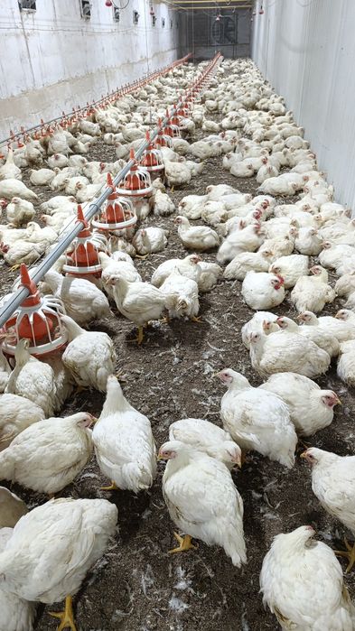 Куры бройлер тушки живыми