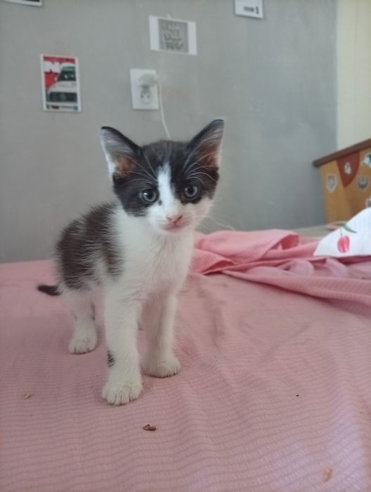 Катёнок 2 месяца