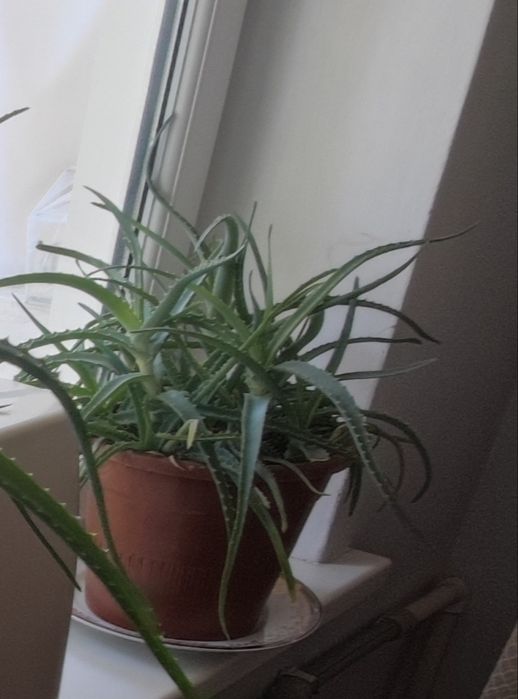 Алоэ вера продам