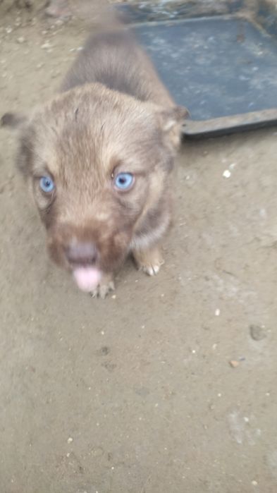 Щенята хаски девочки