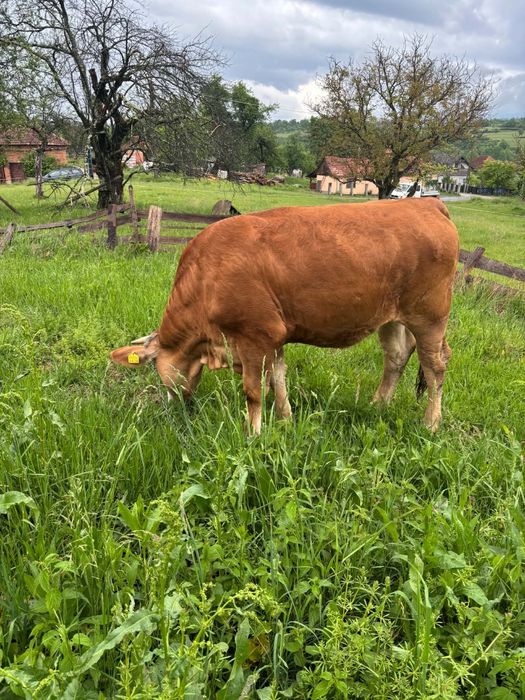 Vand vaca si juninca