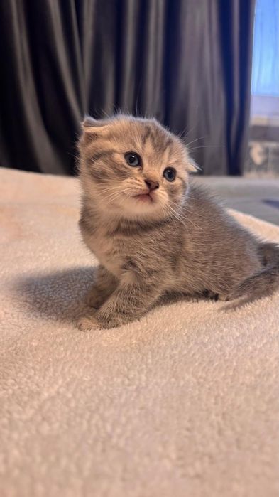 Вислоухая кошечка