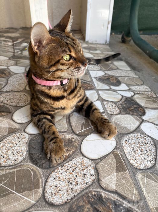 Бенгальская кошечка