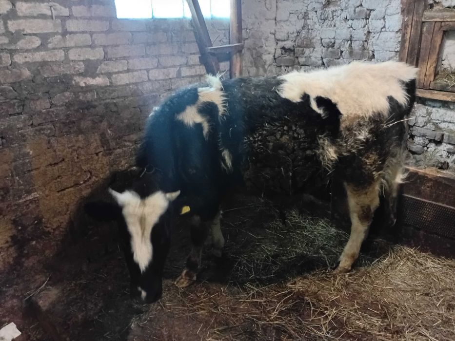 Бычек на доращивание