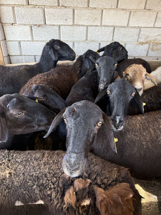 Қой (Саулық) сатылады.