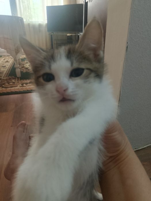 Котята веселые шустрый