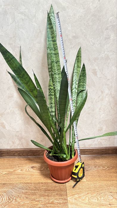 Продам растение Сансевиерия