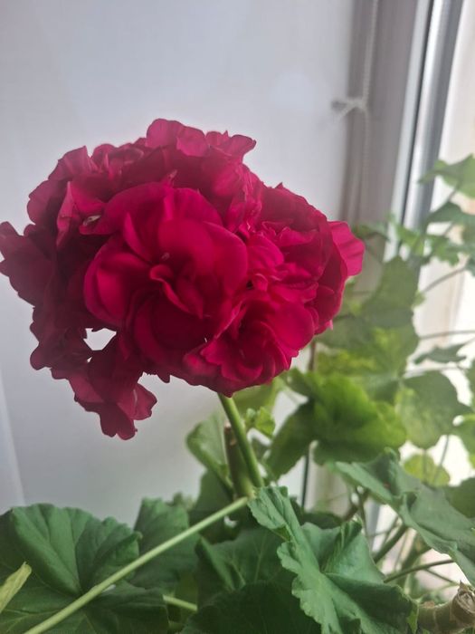 Продам укорененные черенки