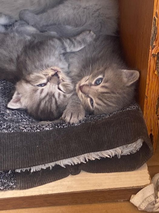 Срочно продается котяты!