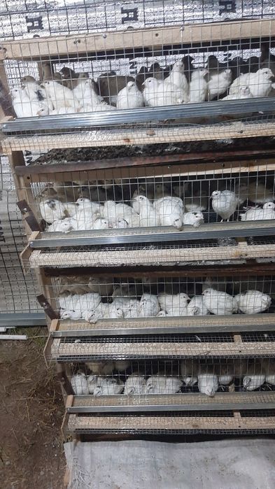 Бедана Техас парода