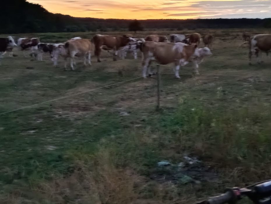 Vând 34 vaci și 15 vitei