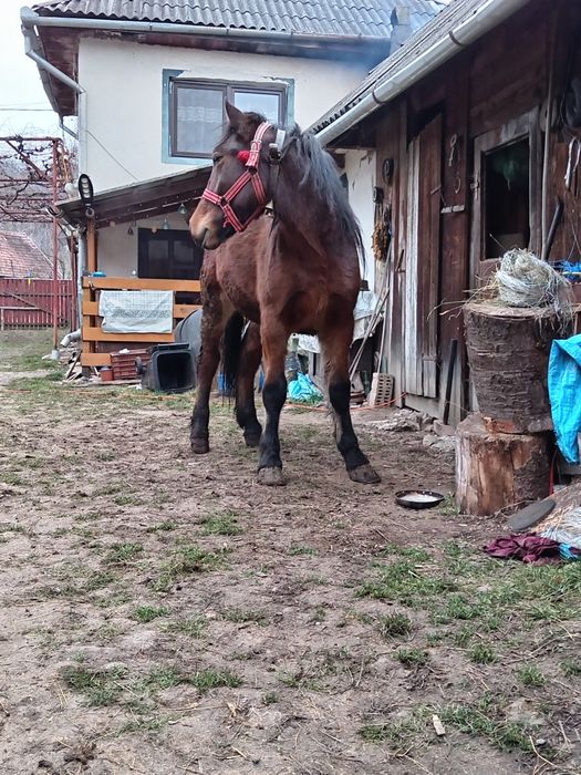 Mânz , schimb cu vaca sau vitele.