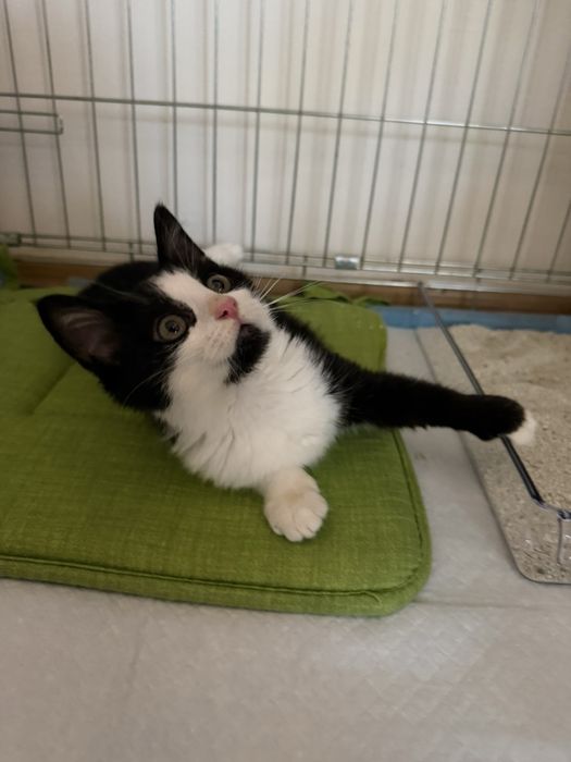 Бебе коте търси дом