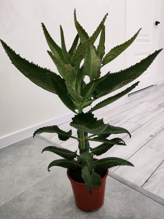 Лечебное каланхоэ. Доставка