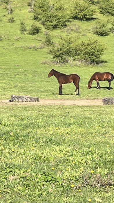 Аманат жылқы бағамыз