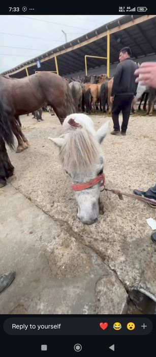 Poʻni aravasi bilan