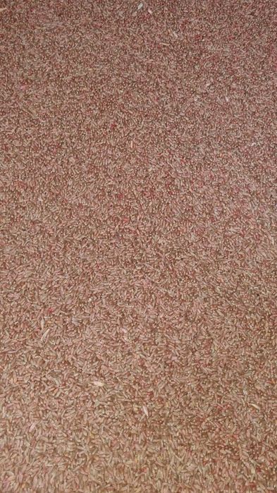 Пшеница для посева