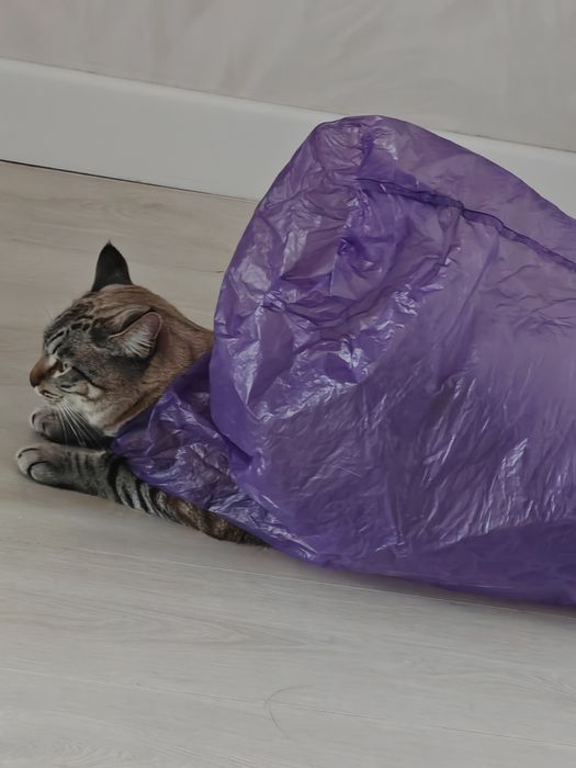 Мощный котик отдам