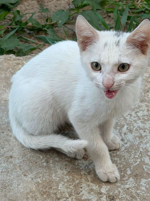 Adopție pui pisică