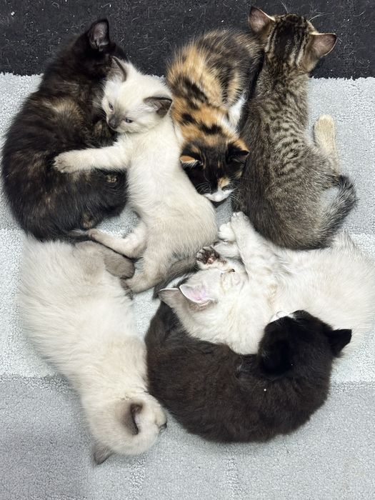 Отдам котят в добрые руки