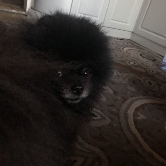 Вязка собак