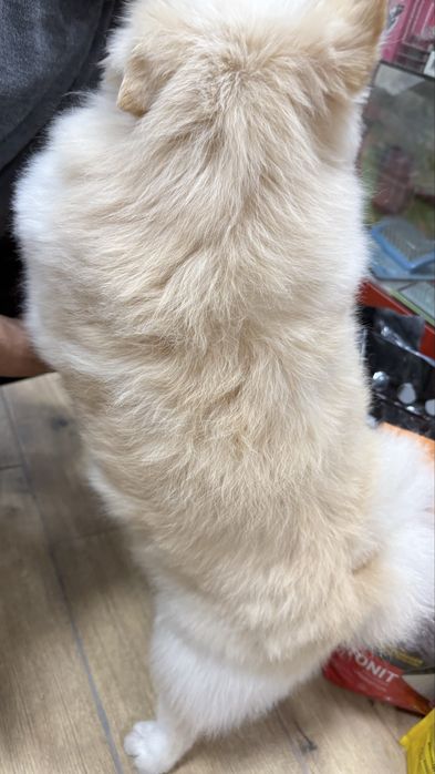 Померанский щпиц