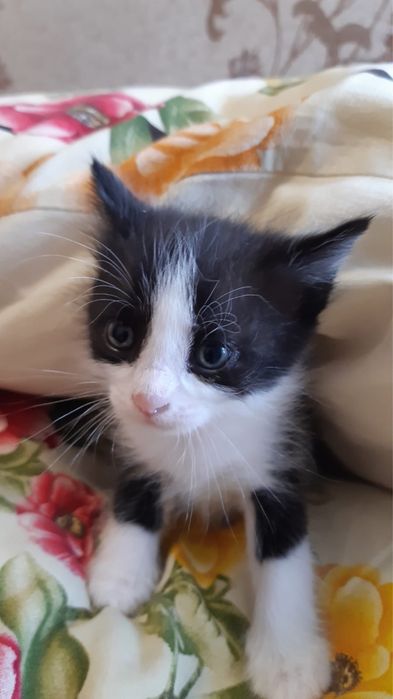 Продам ласковых котят