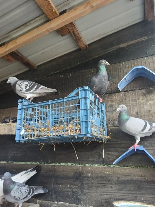 Porumbei diferite rase