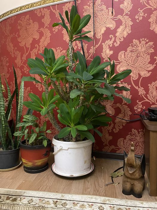 Растение Молочай Миля