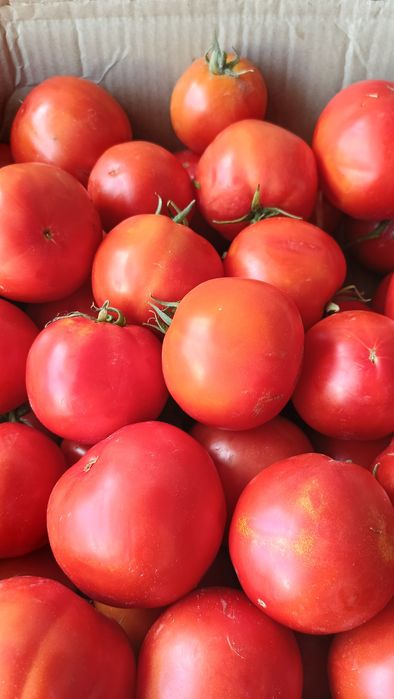 Продам помидоры красные