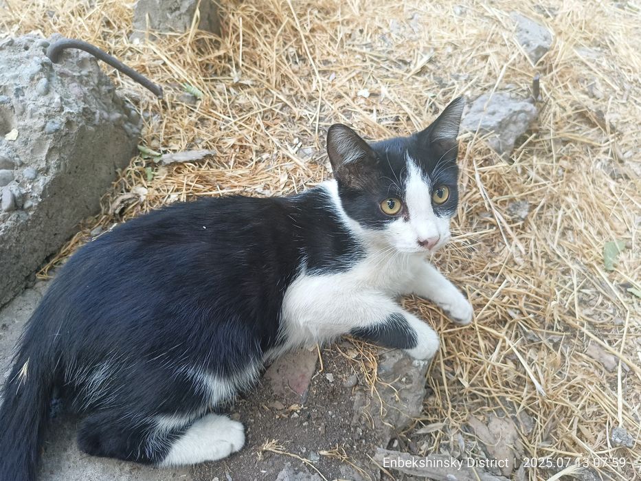 Кот Феликс для дома или квартиры