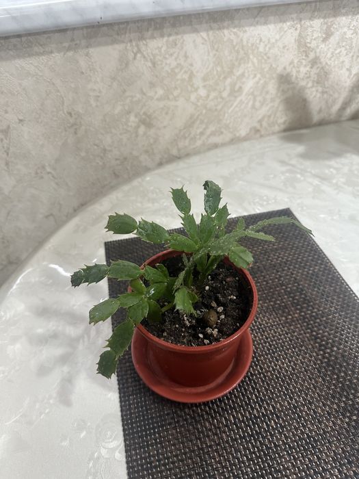 Продается комнатное растение декабрист