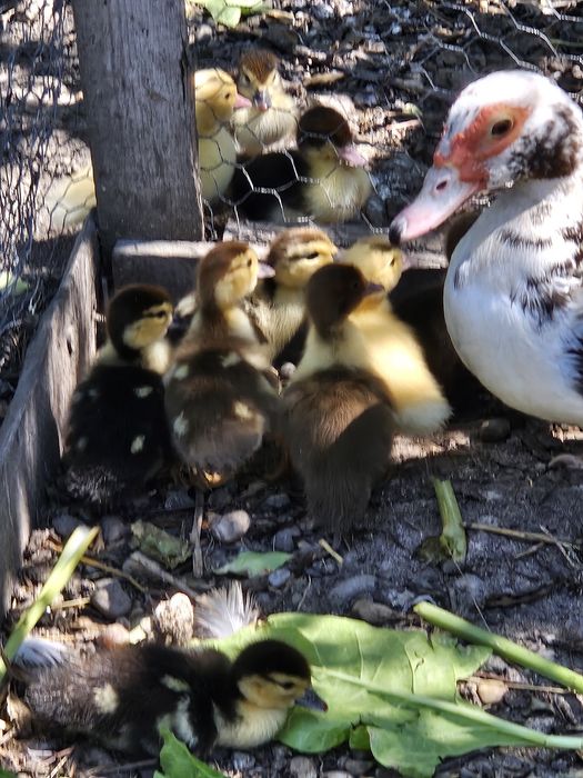 De vinzare rățuște mute,cu s.au fara rața  mama,10 ron buc