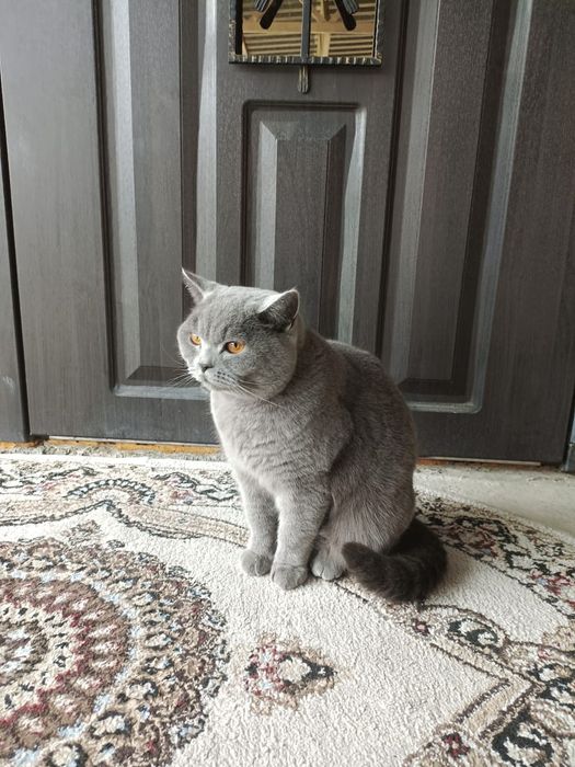 Британская кошка