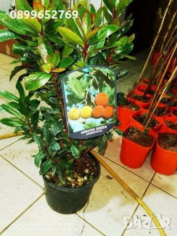 Ягодово дърво голямо