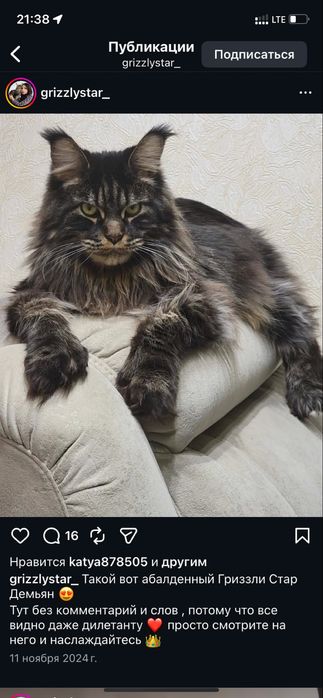 Котята Мейн Куны