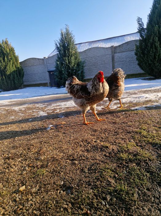 Cocoși rasă Wiandotte