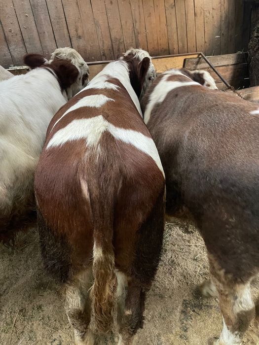 Viței cu o medie de 300 kg !